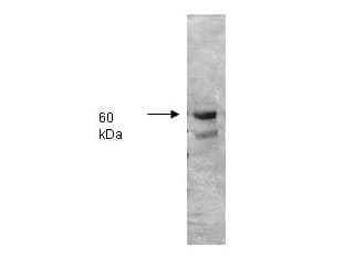 ALPI / Alkaline Phosphatase Antibody