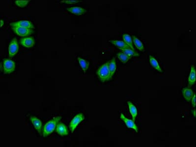 SCGB1A1 / Uteroglobin Antibody
