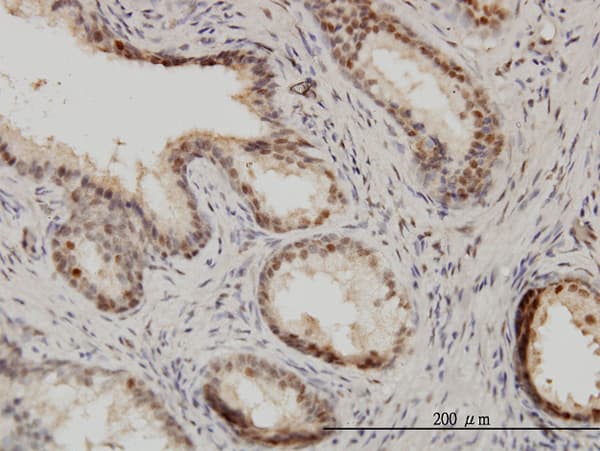 ISGF3 / IRF9 Antibody (clone 1C10)