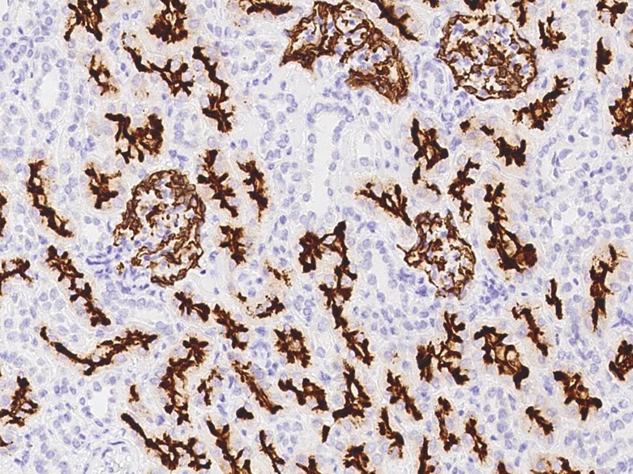 MME / CD10 Antibody (clone 13, Preservative Free)