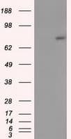 Monoclonal Mouse anti-Human ACSBG1 / hsBG Antibody (clone OTI1D8, IHC, IF, WB)