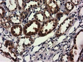 CBWD1 Antibody (clone OTI3A11, Carrier-free)