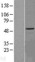 HYAL1 Protein (Over-Expression Lysate Myc-DDK (Flag))