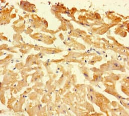 CASP1 / Caspase 1 Antibody