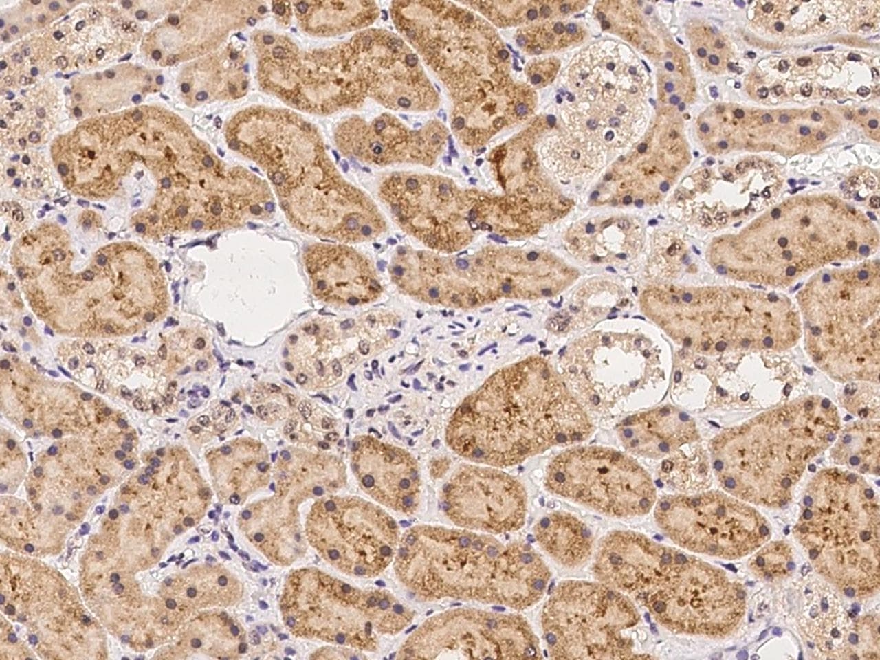 RSG1 Antibody