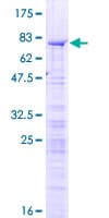 Human RBM34 Protein (Recombinant GST)