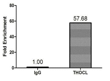 p84 / THOC1 Antibody (aa428-657)