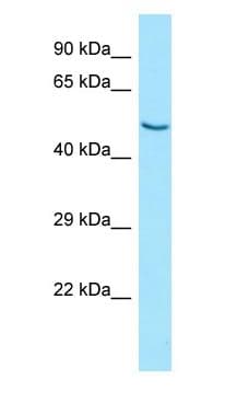 SCTR / SR / Secretin Receptor Antibody (aa120-169)