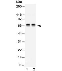 MPP2 Antibody