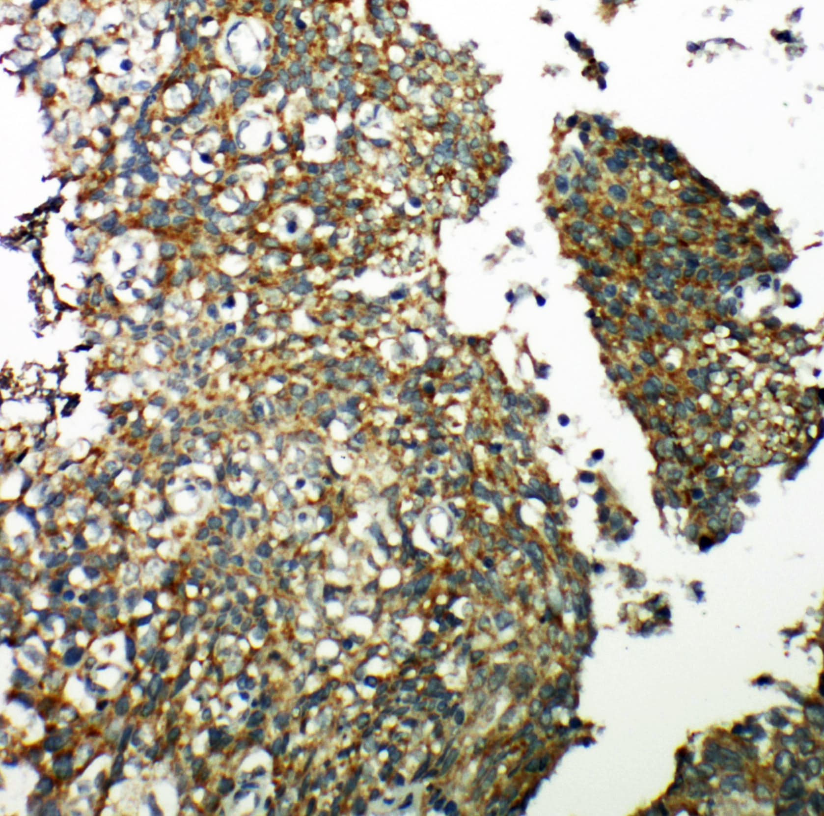 TXNRD2 Antibody (aa418-434)