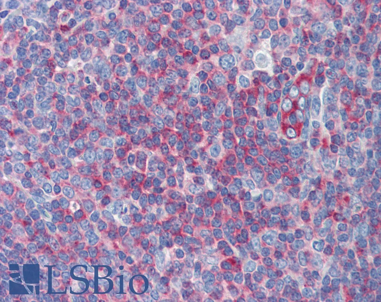 MYH9 Antibody (C-Terminus)