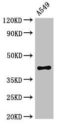 PHAX Antibody