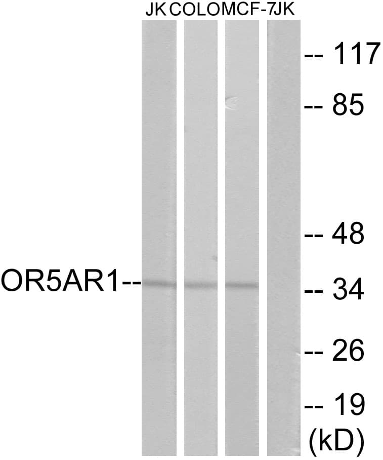 OR5AR1 Antibody (aa239-288)