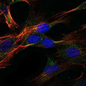 GKAP1 Antibody (clone 3G4)