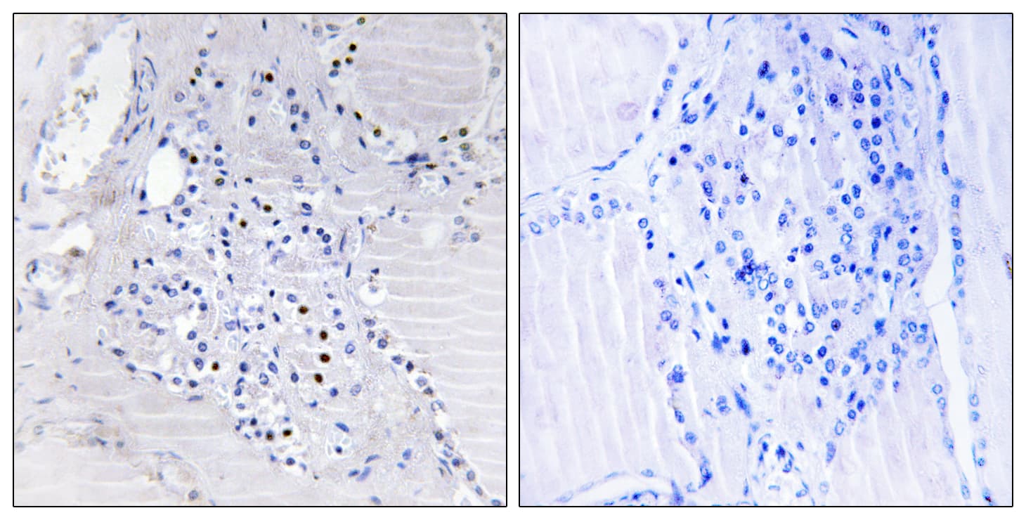 C9orf89 Antibody (aa21-70)