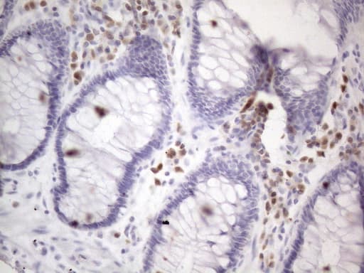 Monoclonal Mouse anti-Human POU2AF1 / BOB1 Antibody (clone OTI2D4, IHC, WB)