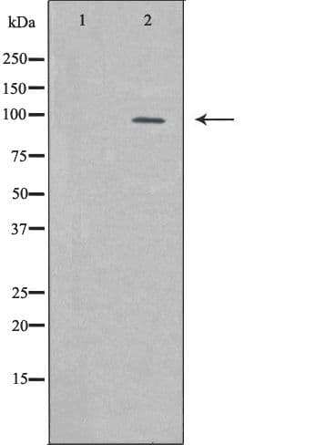 KDM1A / LSD1 Antibody
