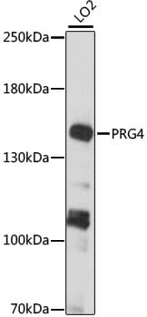 Polyclonal Rabbit anti-Human Proteoglycan 4 / Lubricin Antibody (WB)