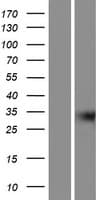 GIPC3 Protein (Over-Expression Lysate Myc-DDK (Flag))