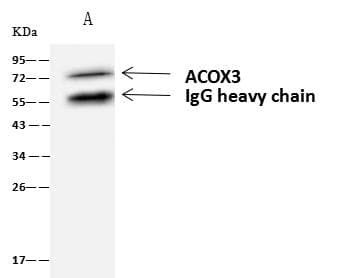 ACOX3 Antibody