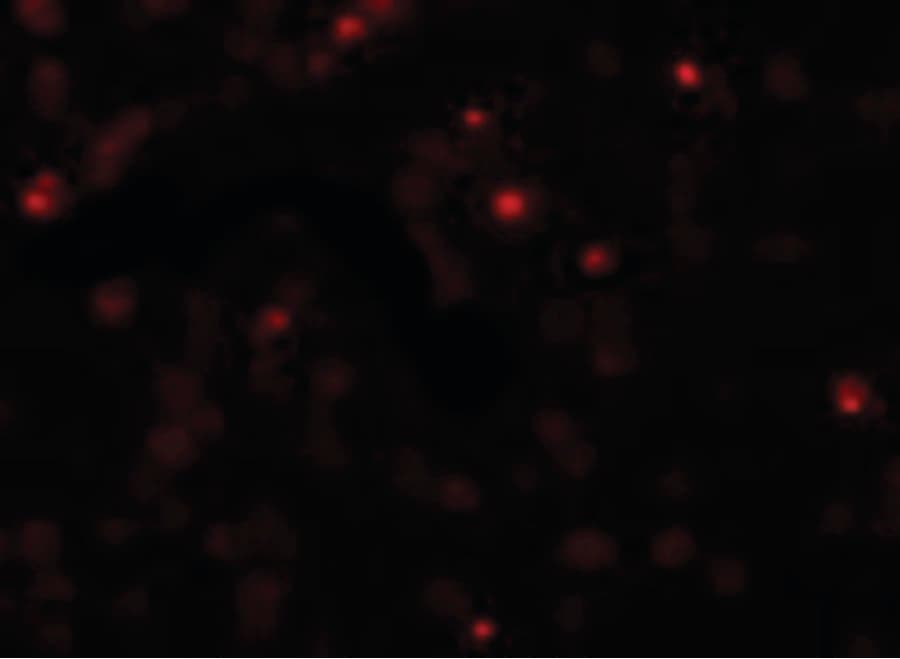 IHC-plus™ SCUBE2 Antibody