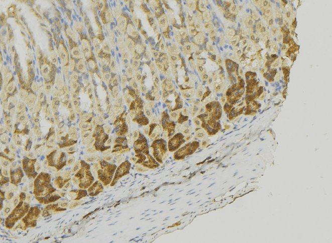 MCF2L / DBS Antibody