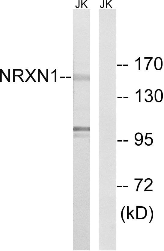 NRXN1 / Neurexin 1 Antibody