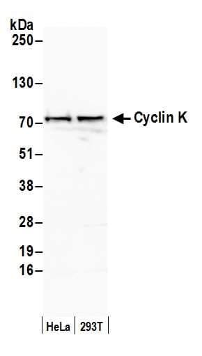 CCNK Antibody (aa530-580)