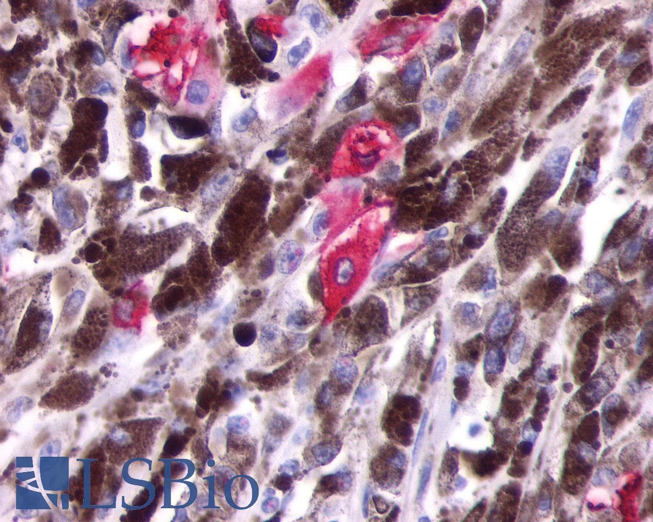PathPlus™ Polyclonal Rabbit anti-Human OPN5 / Neuropsin Antibody (Transmembrane Domain, IHC)