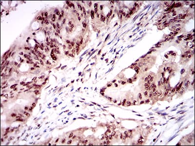ONECUT3 / OC3 Antibody (aa350-455, clone 10B2F5)