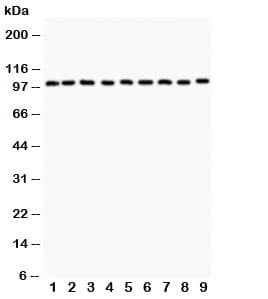 c-CBL Antibody (aa556-906)