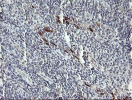 DPCD Antibody (clone OTI4B9)