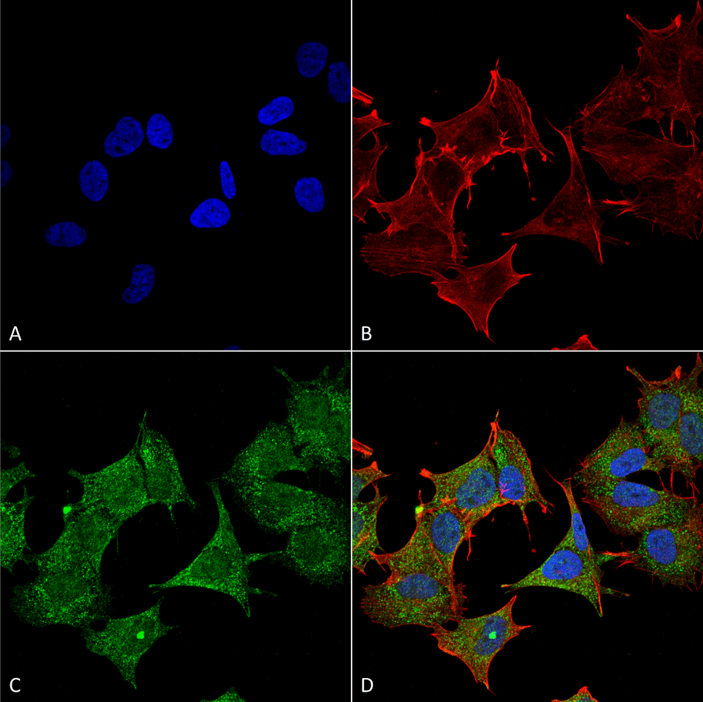 ULK3 Antibody (Atto 594)