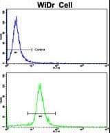 Polyclonal Rabbit anti-Human AXL Antibody (IHC, WB)