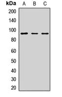 TRPC1 Antibody