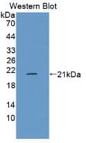 FLG2 Antibody (aa1222-1368)