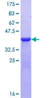 Human MYL6 Protein (Recombinant GST)