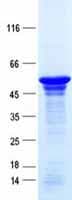 Human VTN / Vitronectin Protein (Recombinant)