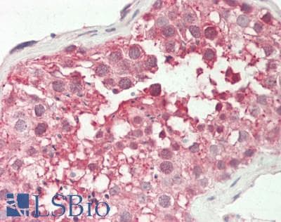 PZP Antibody (HRP)