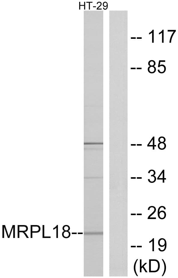 MRPL18 Antibody (aa1-50)