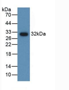 Polyclonal Rabbit anti-Chicken AMH / Anti-Mullerian Hormone Antibody (HRP, WB)