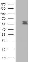 ICAM-1 / CD54 Antibody (clone OTI2H4, Carrier-free)