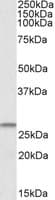 IHC-plus™ Polyclonal Goat anti-Human CHCHD3 Antibody (aa173-185, IHC, WB)