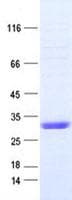 Human Adiponectin Protein (Recombinant DDK,C-terminus)