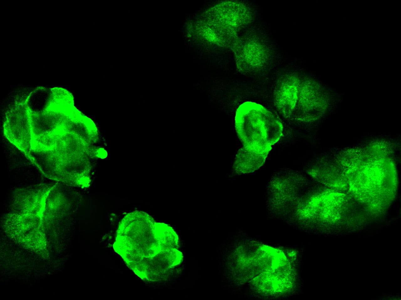 GALK1 / GK1 Antibody (Preservative Free)
