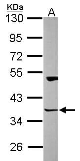 HOMER3 / Homer 3 Antibody (aa55-305)