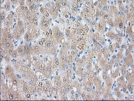 NIT2 Antibody (clone OTI1A6)
