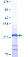 Human MT3 / Metallothionein 3 Protein (Recombinant GST)