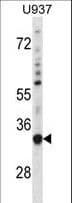 SNX15 Antibody (aa223-251)