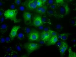 HID1 / C17orf28 Antibody (clone OTI2E9)